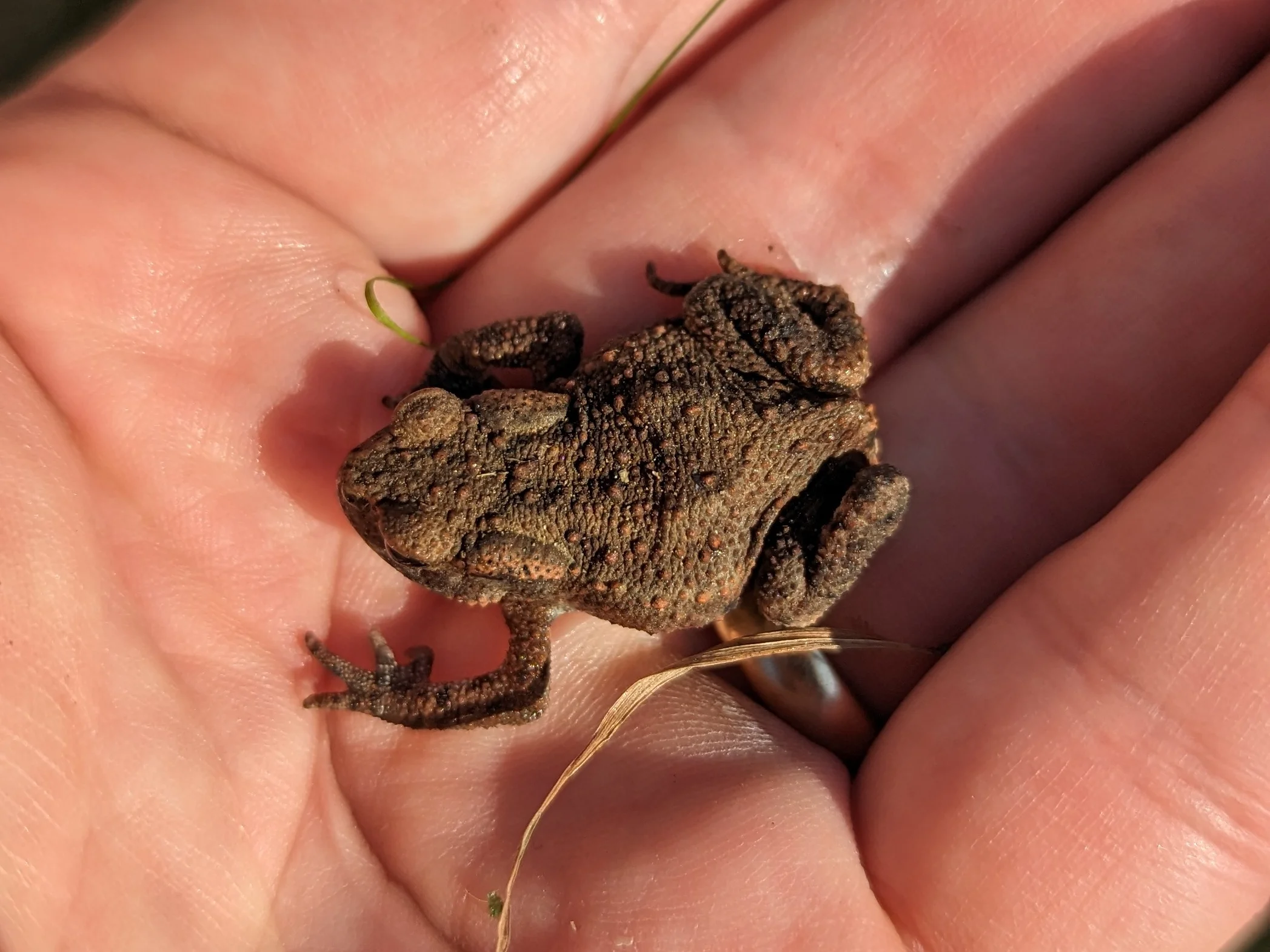 Erdkröte auf Hand
